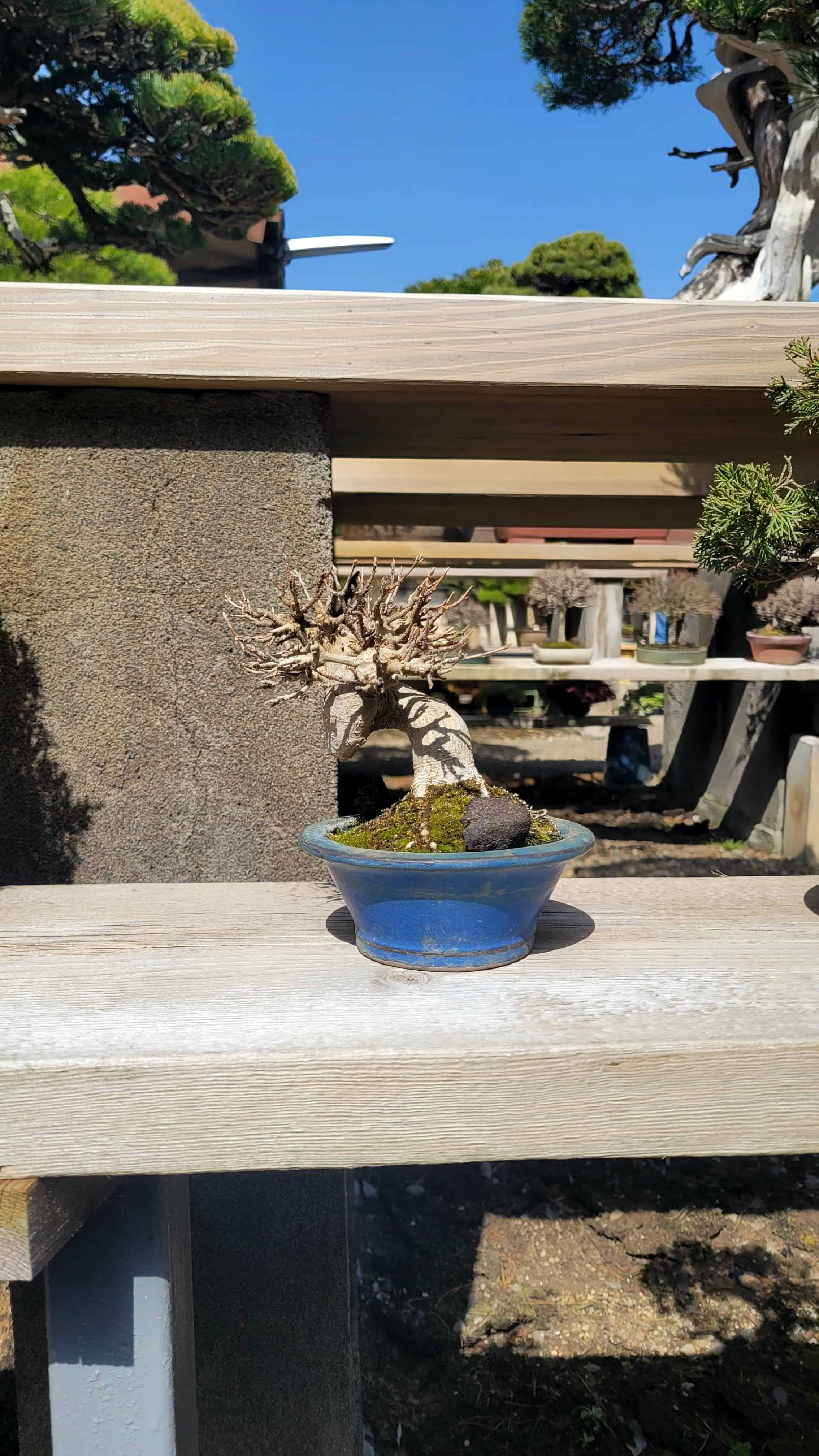A maple bonsai tree from kimura in Japan